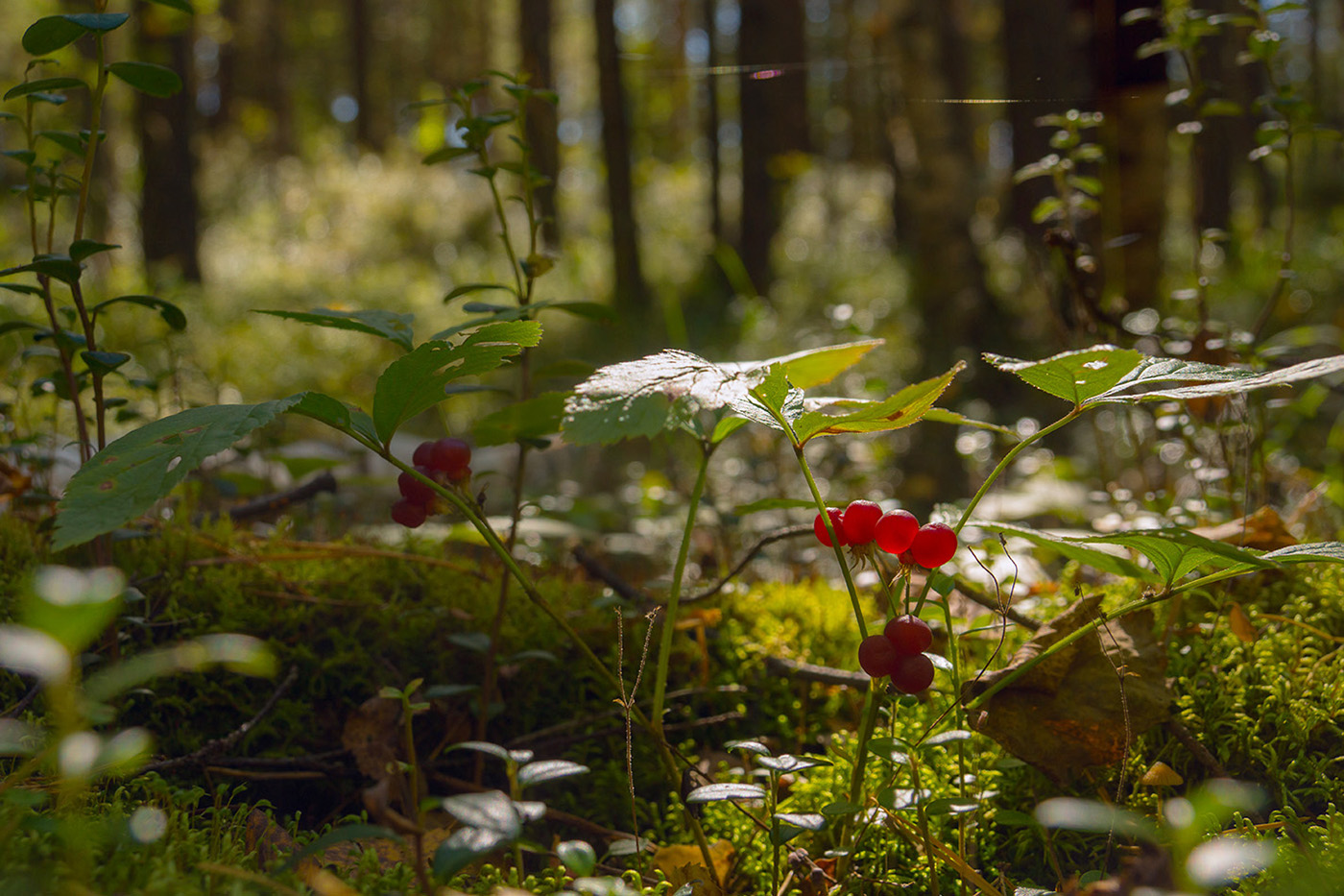Image of Rubus saxatilis specimen.
