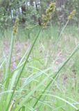 Carex vulpina