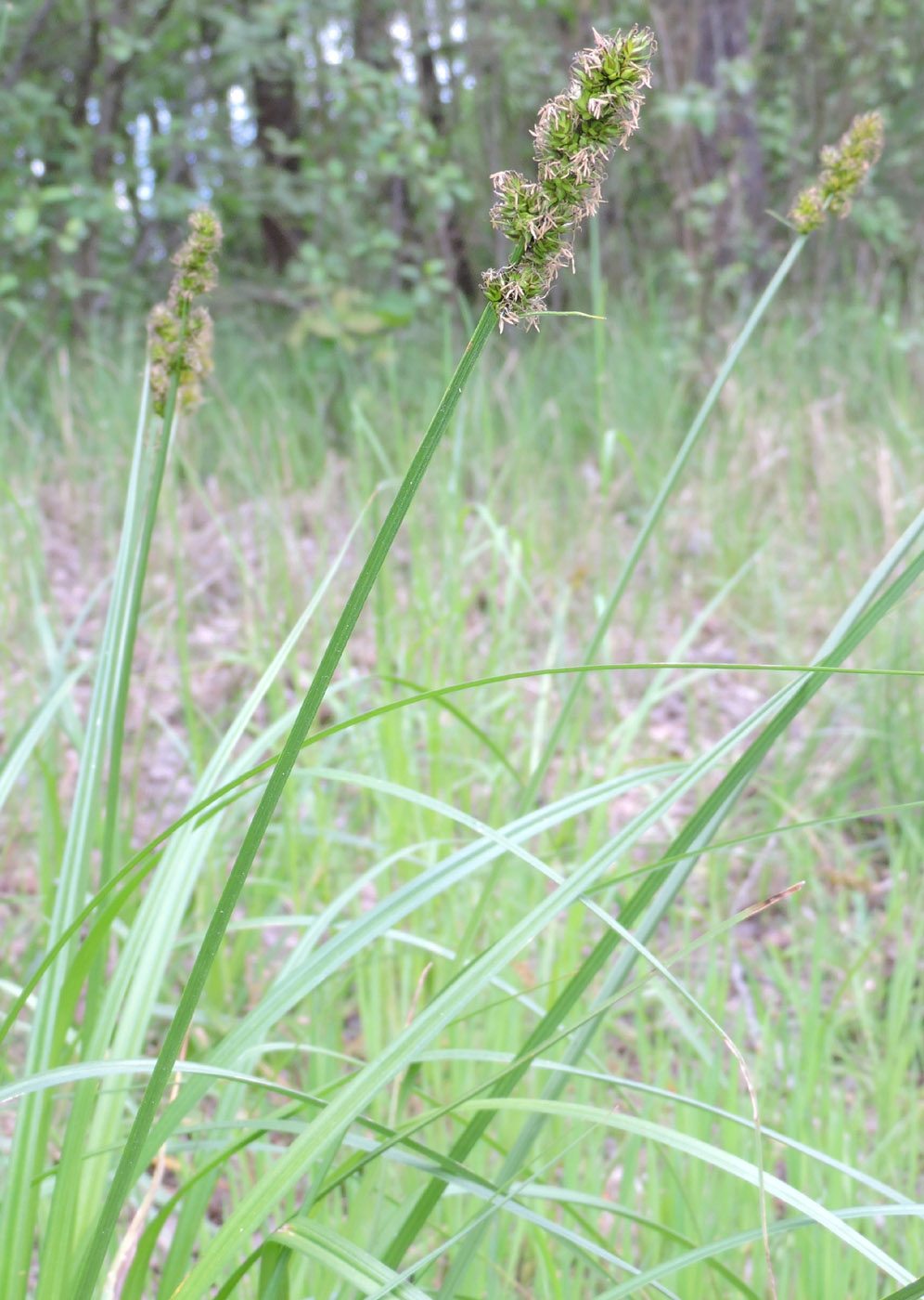 Изображение особи Carex vulpina.