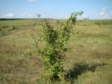 Malus domestica. Молодое растение. Пензенская обл., Мокшанский р-н, окр. с. Подгорное, луг на склоне оврага. 10 августа 2016 г.