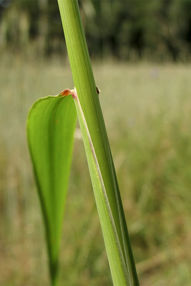 Image of Arrhenatherum elatius specimen.