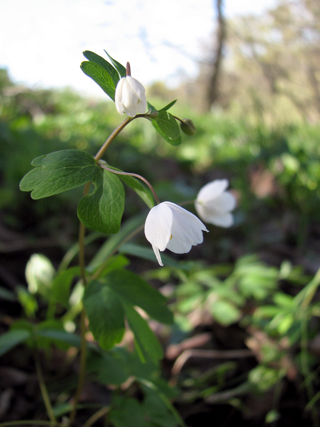 Изображение особи Isopyrum thalictroides.