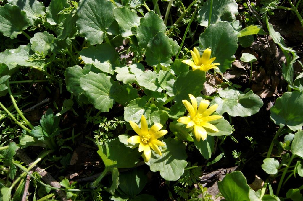 Изображение особи Ficaria calthifolia.
