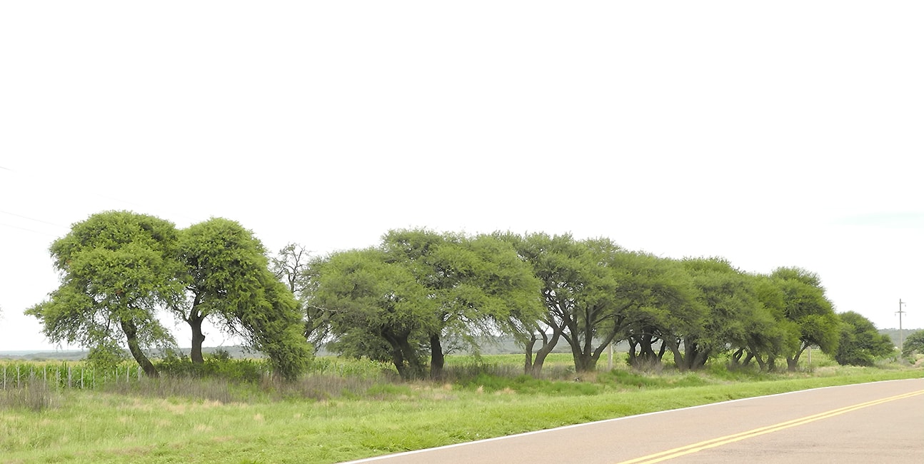 Image of Prosopis caldenia specimen.