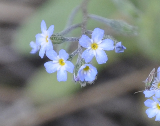 Изображение особи Myosotis cadmea.