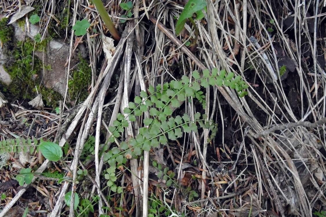 Изображение особи Asplenium viride.