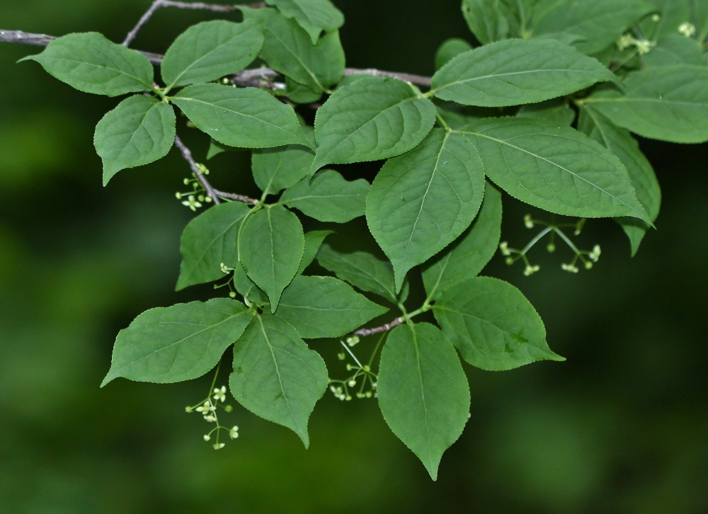 Изображение особи Euonymus macropterus.