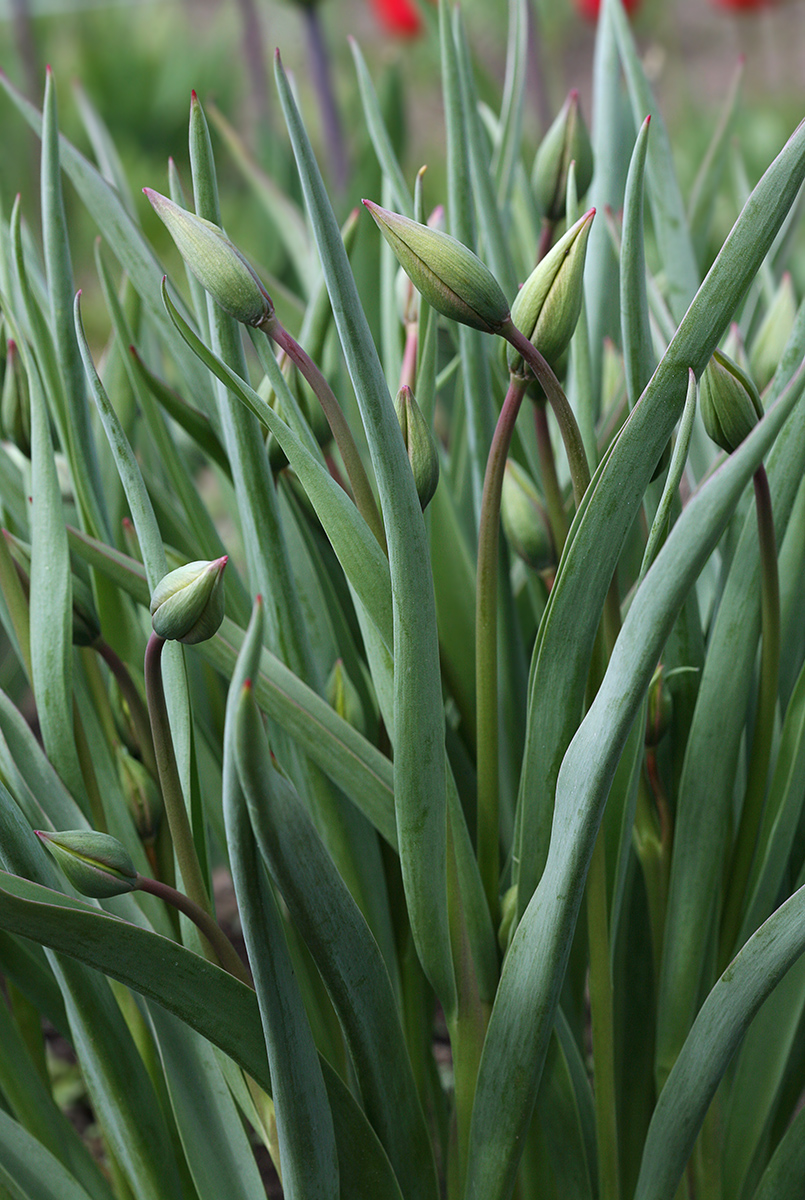 Image of genus Tulipa specimen.