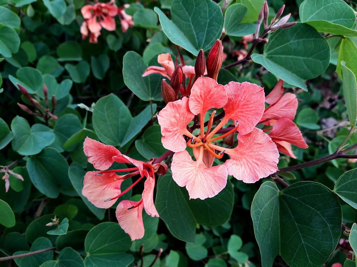 Изображение особи Bauhinia galpinii.