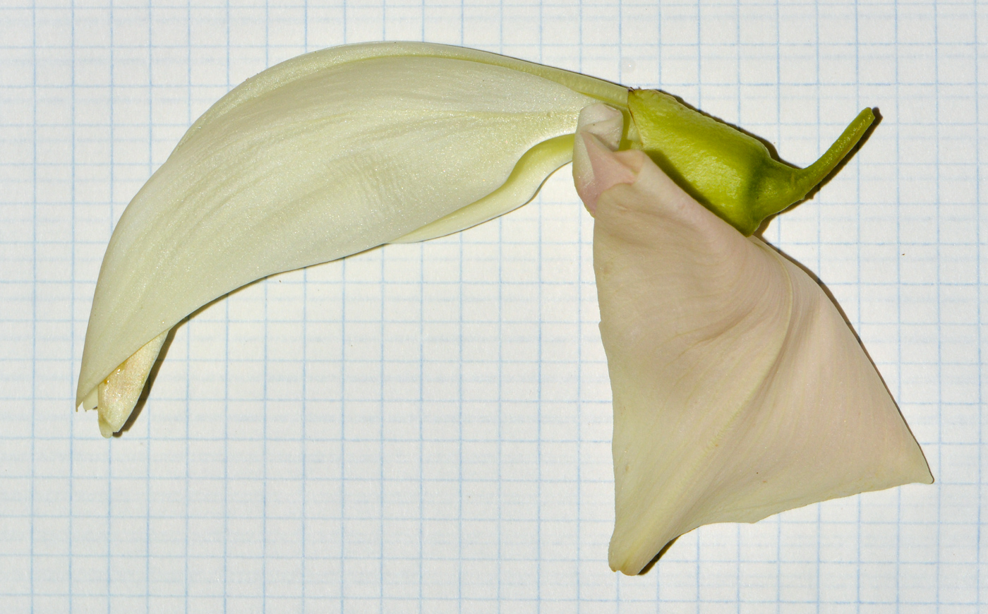 Image of Sesbania grandiflora specimen.