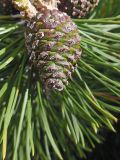 Pinus mugo