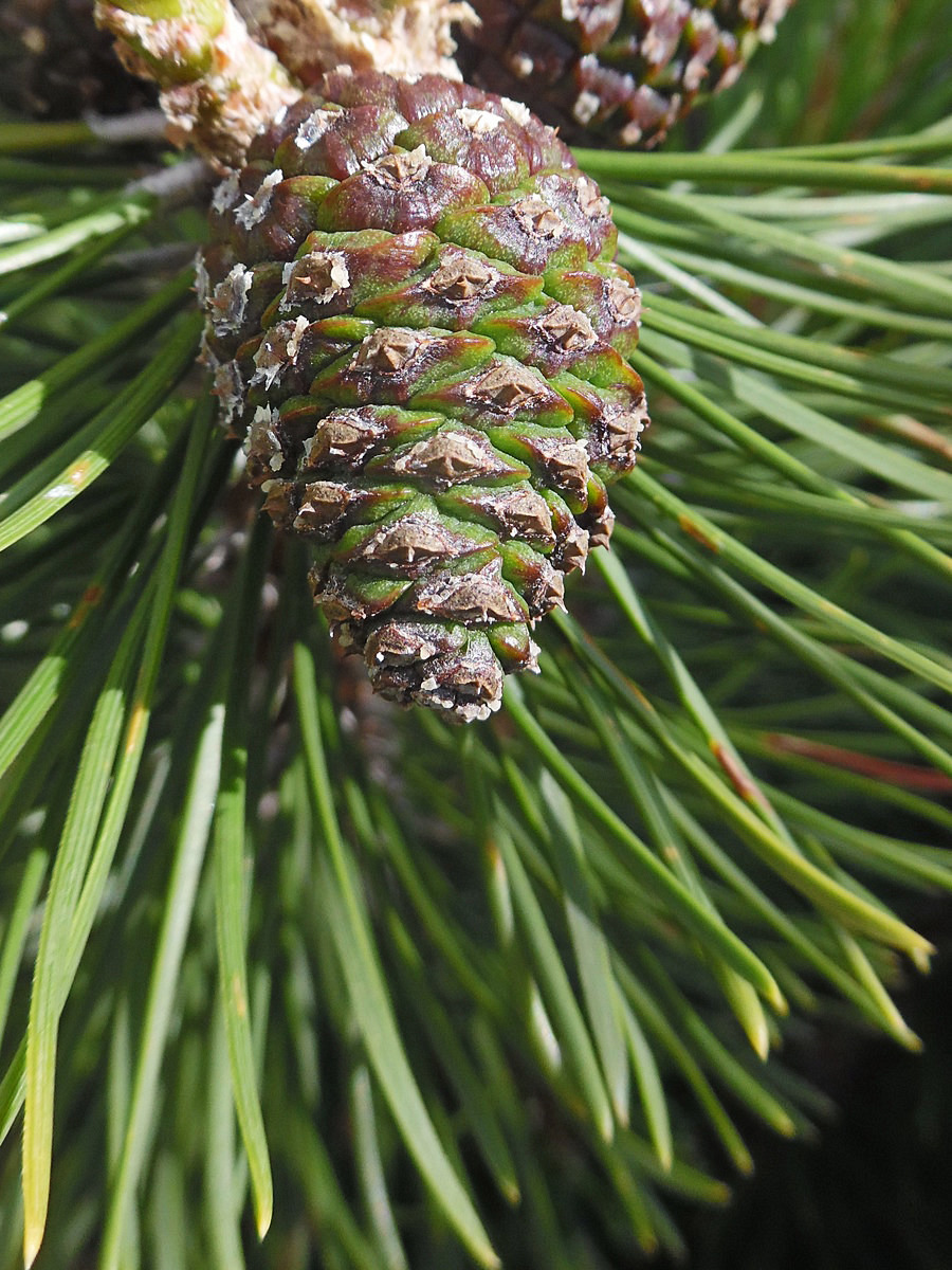 Изображение особи Pinus mugo.