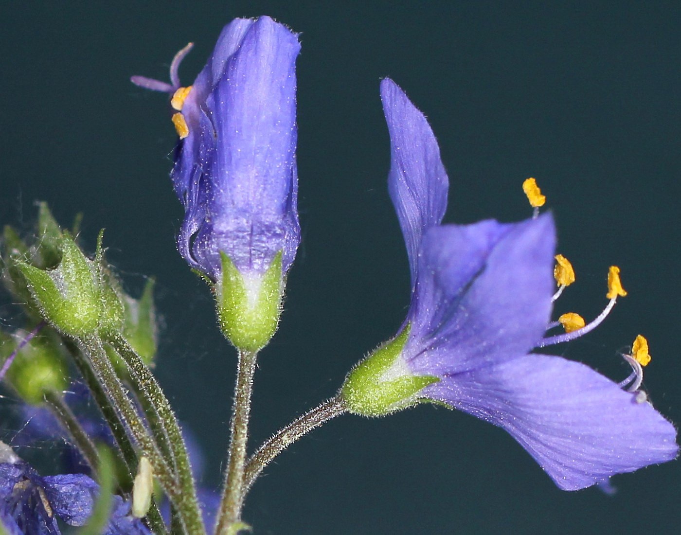 Изображение особи Polemonium chinense.