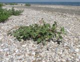 Oxybasis glauca. Вегетирующее растение. Крым, Нижнегорский р-н, заказник \"Присивашский\", песчано-ракушечный берег залива Сиваш близ устья р. Салгир. 10 июля 2017 г.