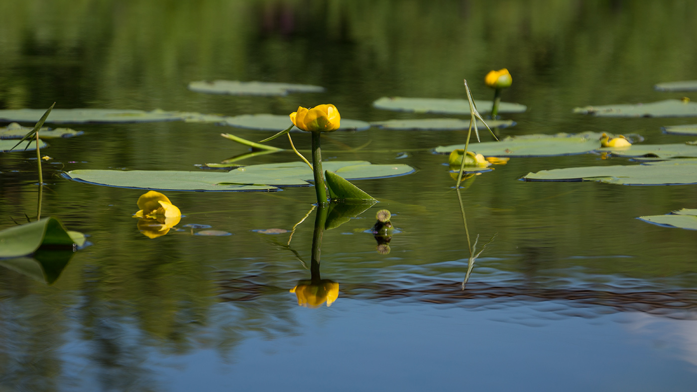 Изображение особи Nuphar lutea.