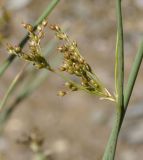 Juncus inflexus