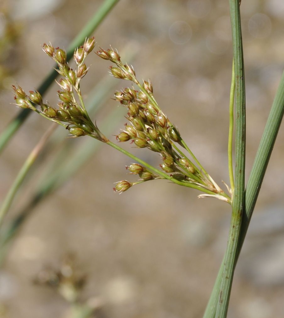 Изображение особи Juncus inflexus.