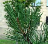 Pinus pallasiana