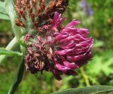 Trifolium alpestre
