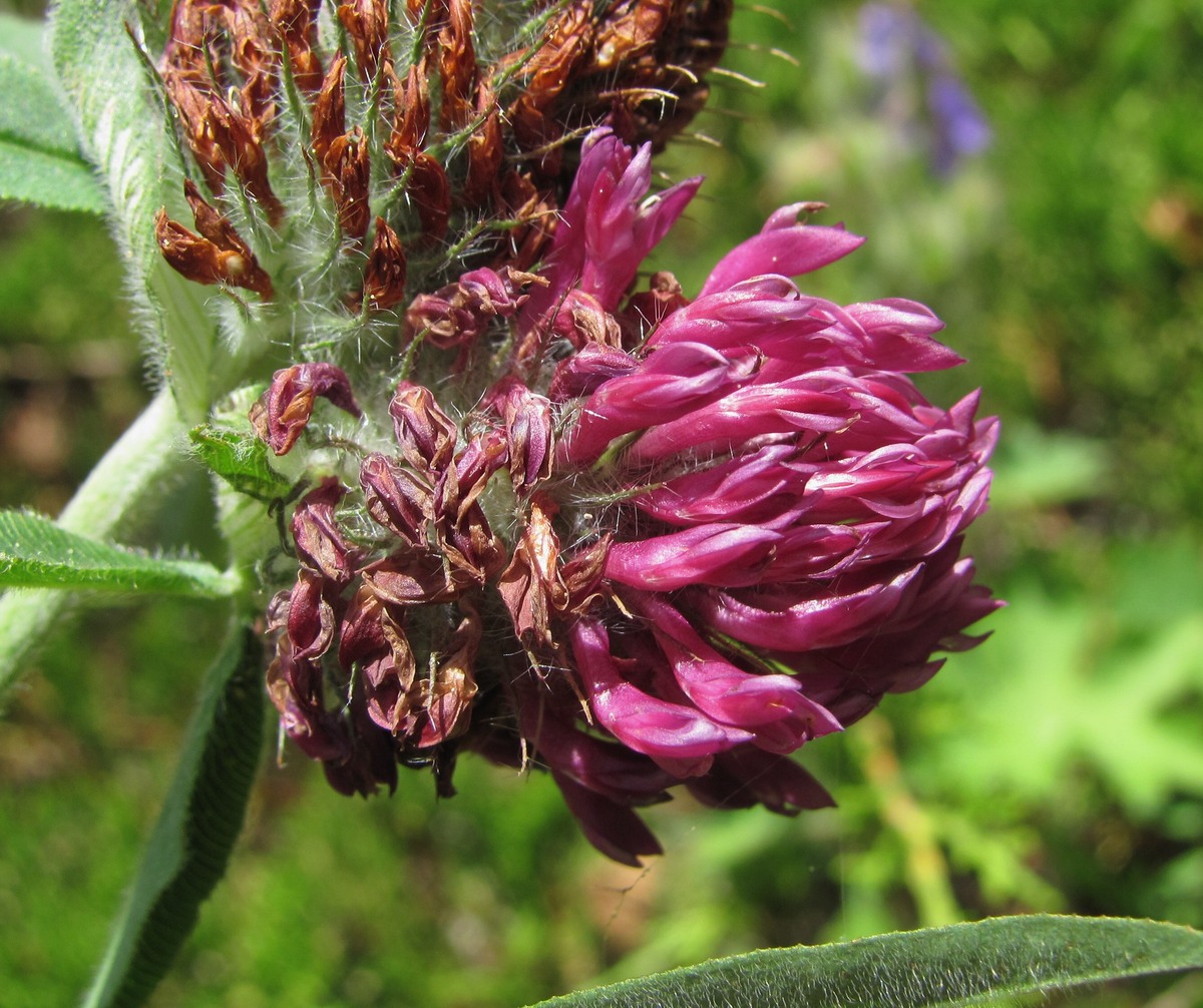 Изображение особи Trifolium alpestre.