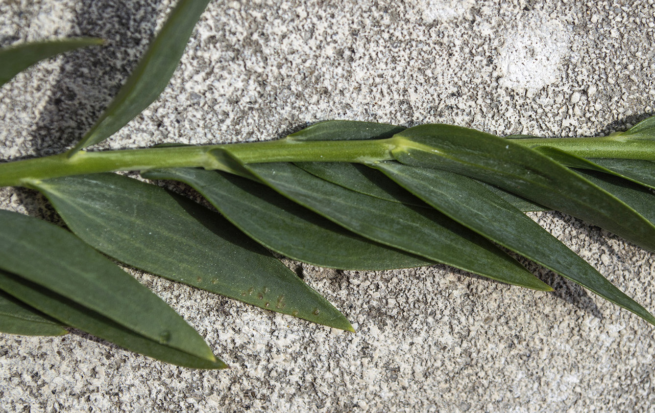 Image of Linaria genistifolia specimen.