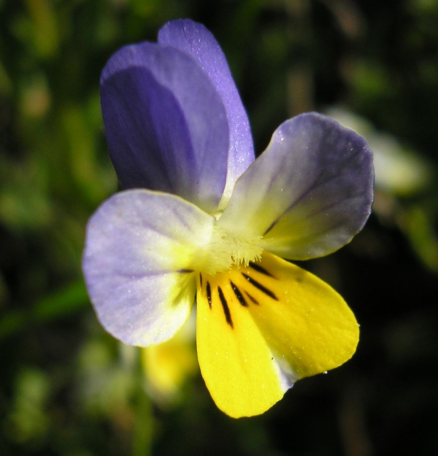 Image of Viola lavrenkoana specimen.