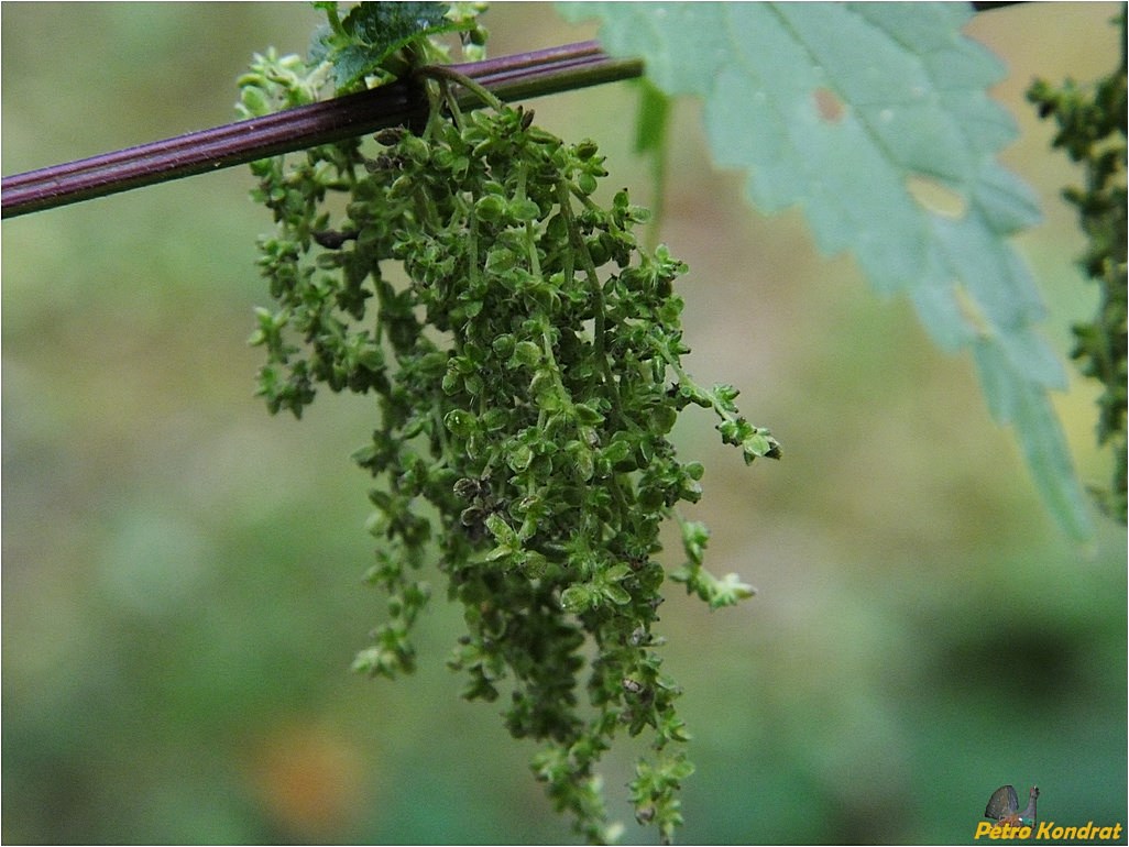 Изображение особи Urtica dioica.