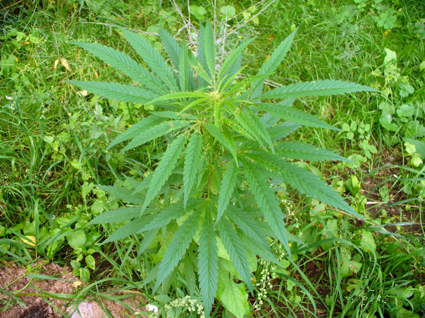 Image of Cannabis sativa specimen.