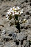 Iberis sempervirens
