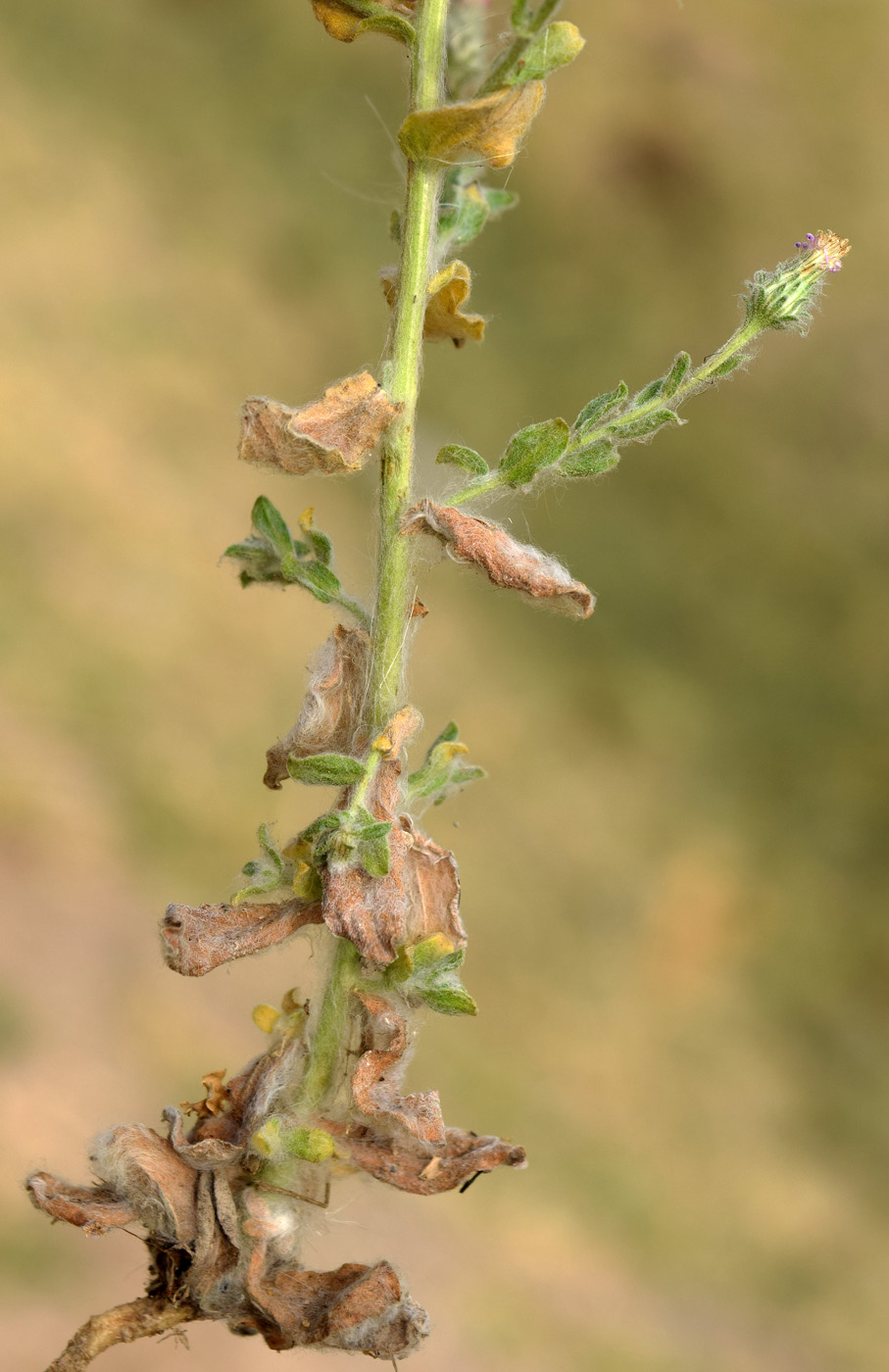 Изображение особи Lachnophyllum gossypinum.