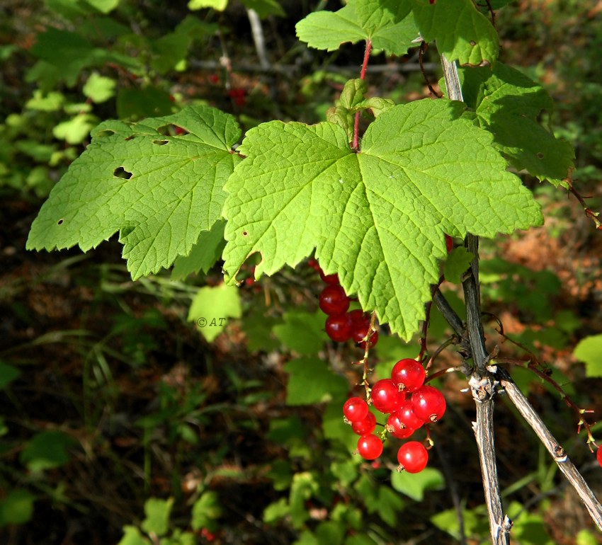 Image of Ribes triste specimen.