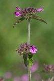 Clinopodium vulgare. Верхушка побега с соцветиями с цветками и завязавшимися плодами. Башкортостан, Гафурийский р-н, окр. дер. Ташлы, пойменный сенокосный луг. 02.09.2017.