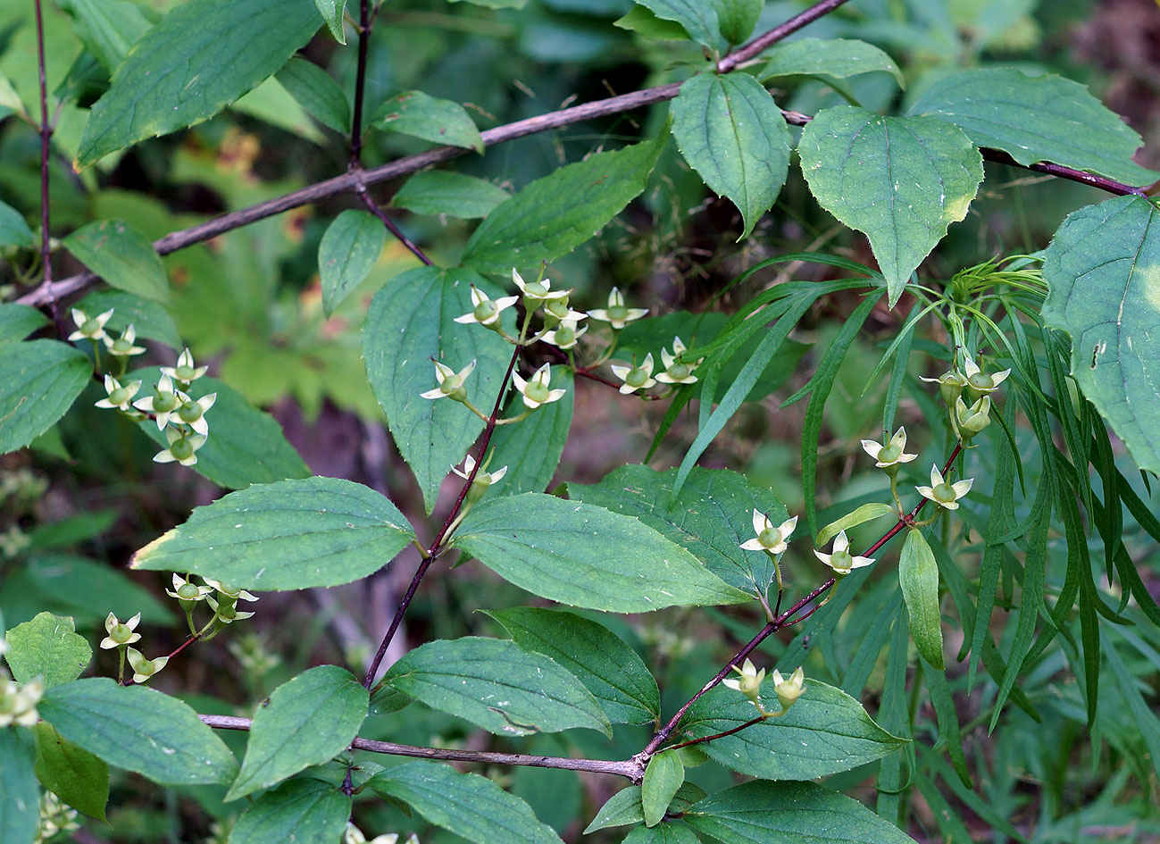 Image of Philadelphus tenuifolius specimen.