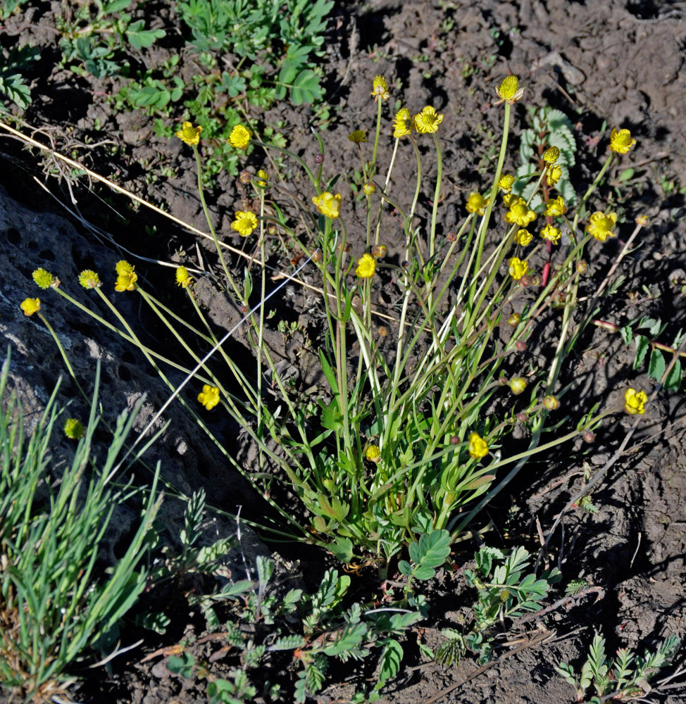 Image of genus Ranunculus specimen.