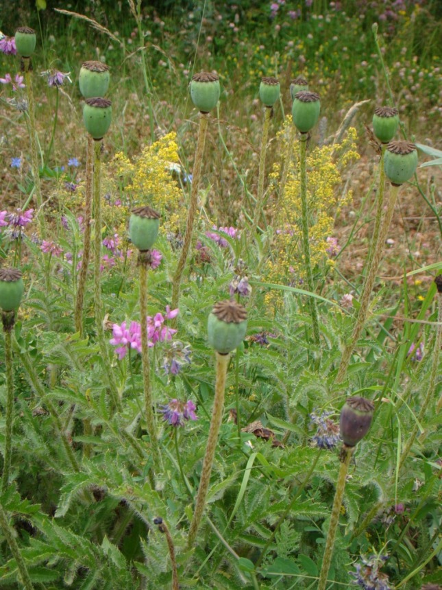 Изображение особи Papaver setiferum.