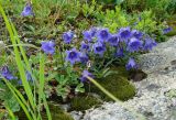 Campanula dasyantha