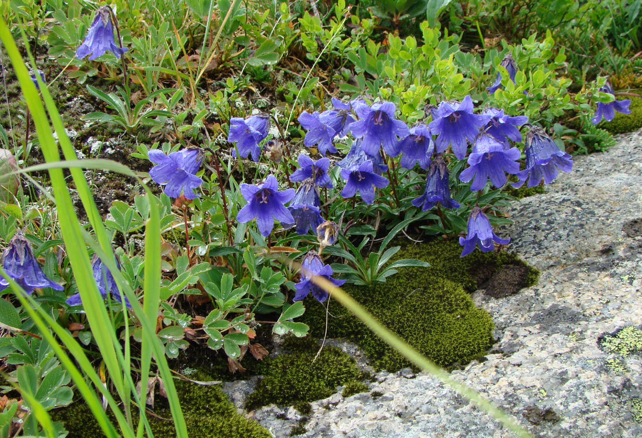 Изображение особи Campanula dasyantha.