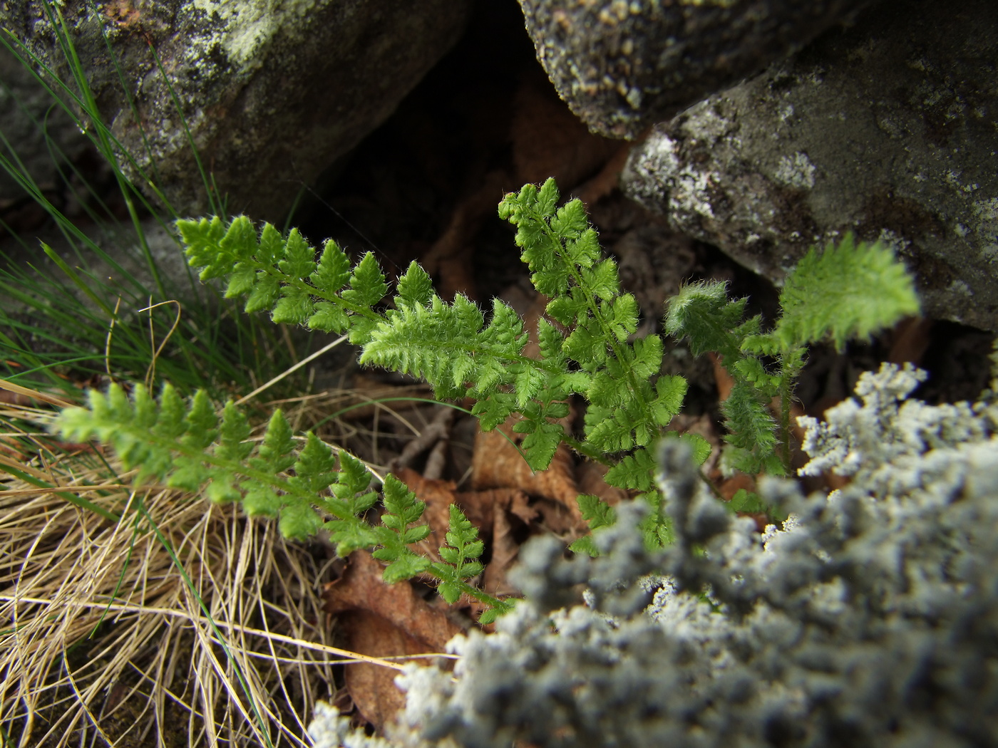 Image of Woodsia ilvensis specimen.