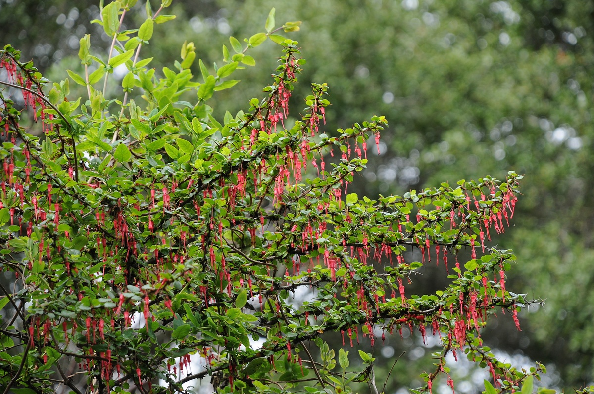 Image of Ribes speciosum specimen.