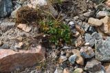 Potentilla gelida