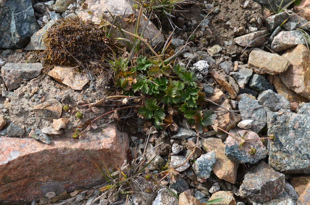 Изображение особи Potentilla gelida.