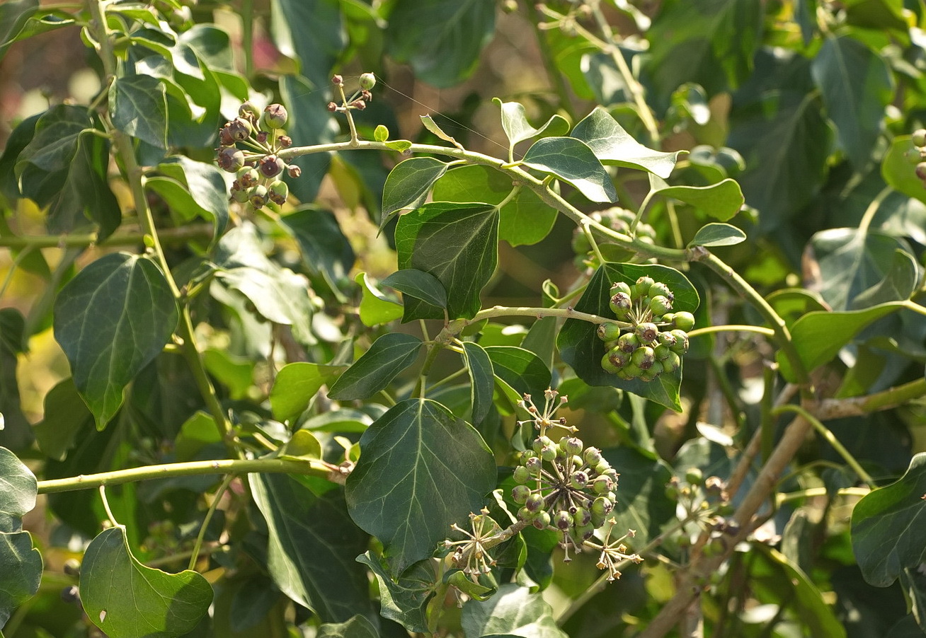 Изображение особи Hedera helix.