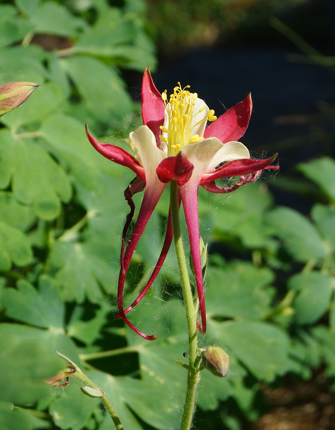 Изображение особи Aquilegia coerulea.