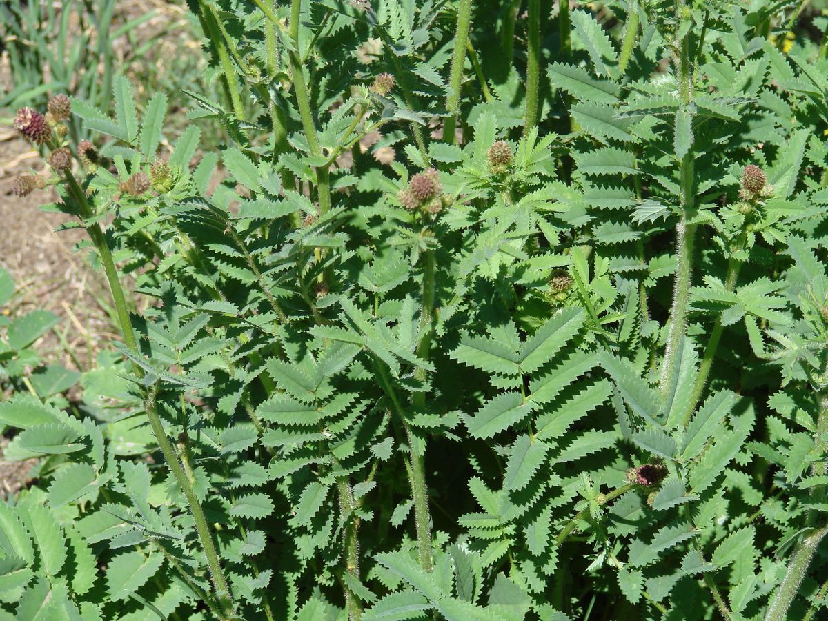 Изображение особи Sanguisorba officinalis.