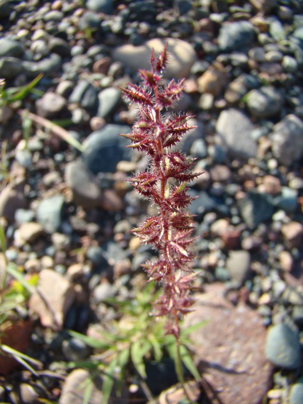 Image of Tragus racemosus specimen.