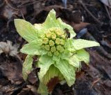 Petasites amplus