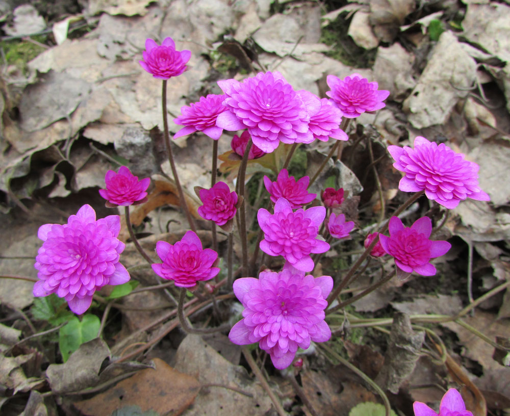 Image of Hepatica nobilis specimen.
