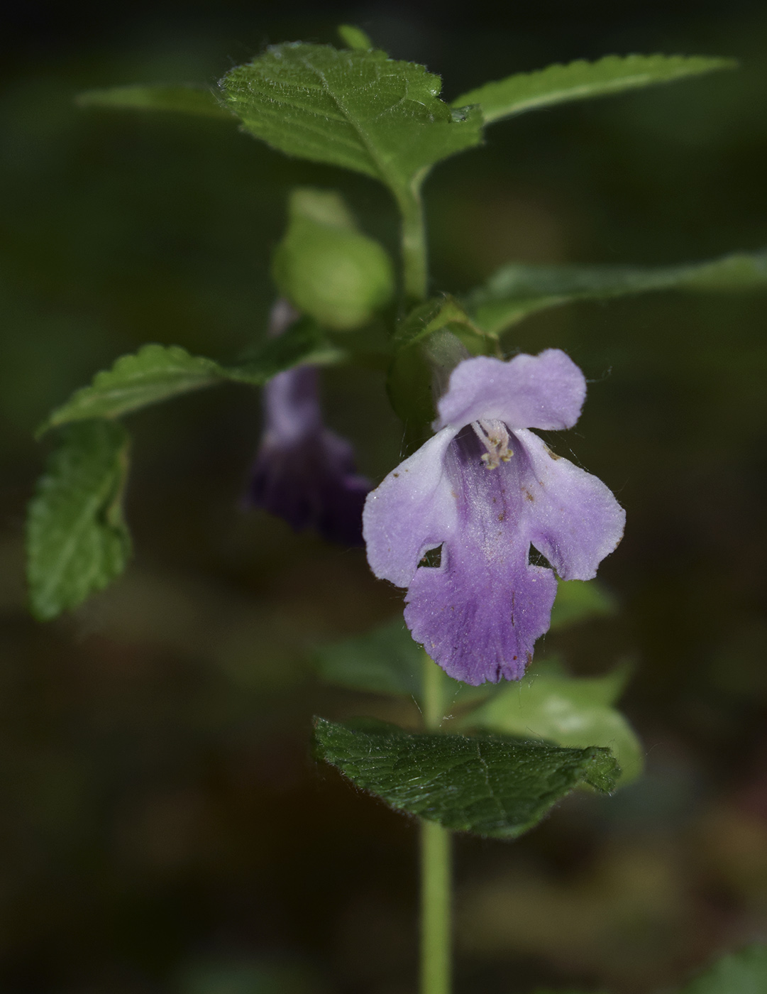 Изображение особи Melittis melissophyllum.