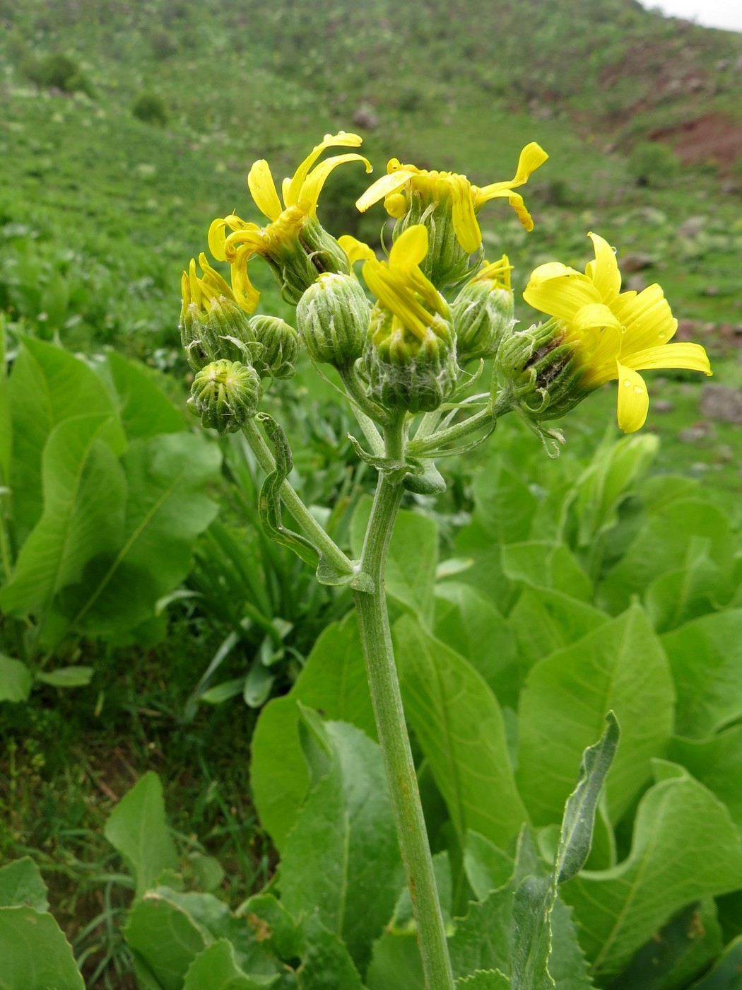 Image of Senecio franchetii specimen.