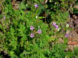 Erodium cicutarium